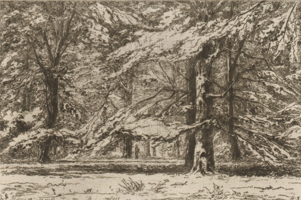 In the park of Groeneveld Castle (original title), Trees on the Groeneveld Castle estate, The Netherlands (original series title), print, In the middle stands a figure next to a tree., printmaker: Carel Nicolaas Storm van 's-Gravesande, c. 1877, Carel Nicolaas Storm van 's-Gravesande, paper, etching, drypoint, intaglio printmaking technique, height 150 mm x width 200 mm, forest, wood, Baarn, Groeneveld Castle (Baarn), A monochrome etching of a forest scene showing large trees with thick trunks and widespread branches, many branches covered with textured foliage, layered canopies creating dense shading, a few trunks display lighter patches of bark, the forest floor appears uneven with grass tufts and low vegetation, overlapping limbs and leafy masses form intricate crosshatching, a narrow open path or clearing runs horizontally near the middle ground, light and shadow are rendered with fine lines and stippling across the trees and ground.