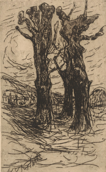 Chestnut trees (original title), print, printmaker: Floris Verster, 1890, paper, etching, intaglio printmaking technique, height 213 mm x width 129 mm, fruits: chestnut, A monochrome sketch of several tall, gnarled tree trunks with rough, textured bark and irregular, stubby branches rising toward the top of the image, standing on a ground marked by swirling, short strokes and crosshatching; the trees occupy the central foreground and cast dense vertical marks, while in the background there are low, rounded landforms and scattered linear marks suggesting distant vegetation and a sky filled with short, slanted strokes.