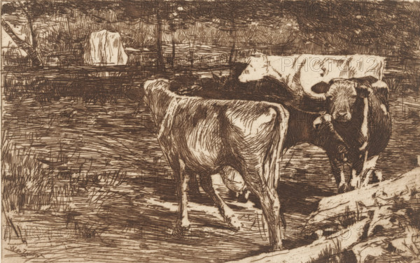 Milk bend (original title), Four cows in a meadow, print, printmaker: Willem de Zwart, c. 1885, paper, etching, drypoint, intaglio printmaking technique, etching and drypoint, with plate tone, print in brown, height 128 mm x width 200 mm, meadow, pasture, cow, A sepia-toned etching shows three cows standing in a rustic fenced pasture. The foreground cow faces away, revealing the curve of its back and hindquarters with textured lines suggesting fur. Another cow stands partially behind it, angled toward the viewer with its head turned slightly, showing facial features rendered in cross-hatched strokes. A third cow stands to the right, looking forward with visible ears and a snout, its body marked by darker patches. A wooden fence runs across the scene with overlapping rails and posts, and rough grasses and ground textures fill the space beneath and around the animals. In the background there are dense trees and foliage suggested by layered, linear marks, and an abstracted rectangular hay...