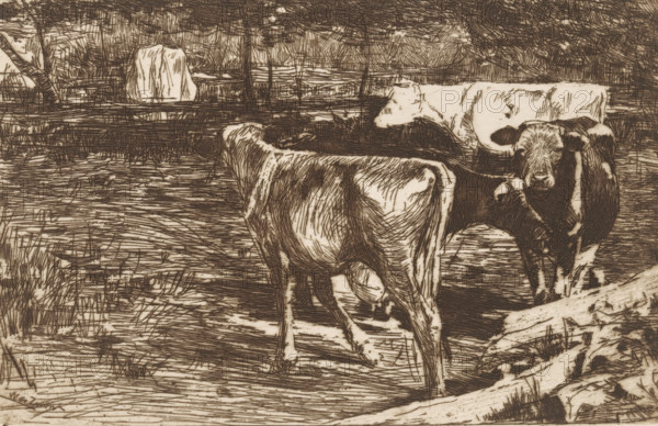 Four cows in a meadow, Melkbocht (original title), print, printmaker: Willem de Zwart, c. 1885, paper, etching, drypoint, intaglio printmaking technique, height 128 mm x width 198 mm, Print appeared, in its current state, in 1886 as part of the annual publication of the 'Portefeuille der Nederlandsche Etsclub'., meadow, pasture, cow, Two animals with spotted coats stand in a rough, straw-strewn area with grass and a fallen log, rendered in a sepia-toned, heavily hatched style; one faces away showing its hindquarters and flank while the other faces forward with its head turned slightly, showing dark patches on its face and body; the background contains a fence and a textured, wooded area with dense, crosshatched foliage and scattered ground vegetation.