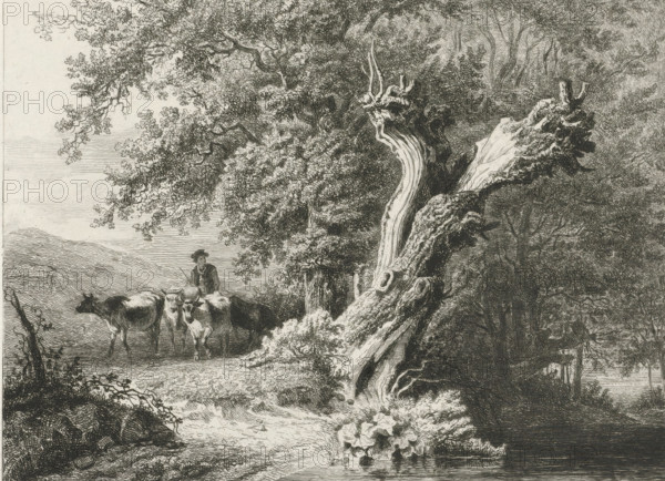 Landscape with bare tree and shepherd, print, Left a shepherd with cows, right a bare tree by the water., printmaker: Constantinus Cornelis Huysmans, Breda, Paris, 1820 - 1886, paper, chine collé, etching, etching on chine collé, height 178 mm x width 230 mm, herding, herdsman, herdswoman, shepherd, shepherdess, cowherd, trees, water course, A detailed black and white etching of a wooded riverside scene showing a large, twisted fallen tree trunk in the foreground with exposed roots and textured bark, dense foliage and branches overhead, a cluster of broad-leaved plants at the water's edge, a calm stretch of water reflecting the shore, and a figure wearing a hat standing among several cows near a gently sloping bank with distant low hills visible in the background.