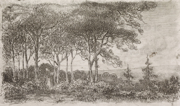 Woman by a row of trees, print, A wooded landscape with a woman with a basket on her back in the foreground on the left., printmaker: Jacob Jan van der Maaten, Netherlands, 1830 - 1879, paper, chine collé, etching, etching on chine collé, proof print, height 51 mm x width 86 mm, trees, forest, wood (landscape with figures, staffage), A monochrome sketch of a wooded landscape showing a cluster of tall, slender trees with dense, textured foliage concentrated at their tops, a few isolated coniferous trees to the right, and layered undergrowth of shrubs and grasses at the base; the sky is lightly shaded with horizontal pencil strokes, and the ground in the foreground includes textured patches and a suggestion of a small water or reflective surface.