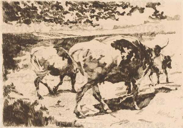 Cattle in the meadow, print, printmaker: Adolf Eduard Herstein (signed by artist), 1879 - 1932, paper, etching, drypoint, intaglio printmaking technique, height 172 mm x width 244 mm, bovine cattle, A monochrome pen-and-ink style drawing of grazing cattle in a field, showing close-up views of two large cows with spotted patterns and visible horns, one turned slightly away and another facing more toward the viewer, with textured shading on their bodies and legs, a third cow partially visible behind them, a wide open landscape in the background with low hills on the horizon and a sky filled with dense, crosshatched clouds, and rough ground strokes and grass textures under and around the animals.