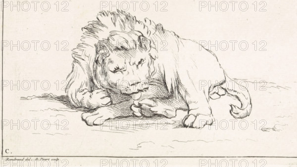 Lying lion, Receuïl de Lions, print, book illustration, A lion lies on the grass. He seems to be sleeping. Marked lower left: C. Numbered lower right: 1., printmaker: Bernard Picart, Amsterdam, after drawing by Rembrandt van Rijn, 1729, paper, etching, height 121 mm x width 174 mm, Print also used as an illustration in: Recueil de lions, dessinez d'après nature par divers maitres. Amsterdam: Bernard Picart, 1729., beasts of prey, predatory animals: lion, A pen-and-ink drawing of a lion lying on the ground with its head lowered and resting on one forepaw, showing a mane of short, swept-back hairs and a contemplative facial expression, with detailed linework indicating fur texture, visible claws on the paws, a curved tail tucked near the hindquarters, and simple ground lines beneath the animal.