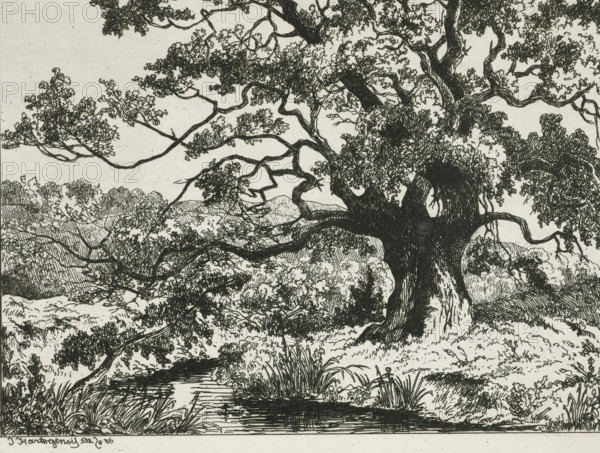 Landscape in Wolfheze, print, printmaker: Joseph Hartogensis, The Hague, 1856, paper, chine collé, etching, etching on chine collé, proof print, height 130 mm x width 178 mm, trees, Wolfheze, A detailed black and white ink drawing of a landscape dominated by a large, gnarled tree with a thick trunk and twisting branches that spread across the scene, many branches bearing dense clusters of leaves rendered with fine line work; beneath and around the tree are shrubs, grasses, and low vegetation depicted with varied hatch marks; a narrow stream or pool of water sits in the foreground with reeds and reflected lines on its surface; distant rolling hills and additional tree canopies appear behind and between the branches, all composed in a textured, cross-hatched style.