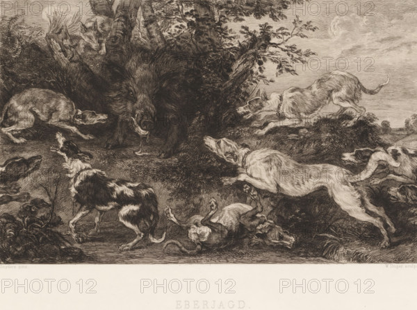 Eberjagd, Boar Hunt, print, printmaker: William Unger, after painting by Frans Snijders, printer (person): A. Pisani, publisher: Hugo Othmar Miethke, Vienna, 1861 - 1889, printer (person), Lower Austria, paper, chine collé, etching, intaglio printmaking technique, height 315 mm x width 445 mm, boar-hunting, A densely shaded black and white etching shows a large wild boar at the center with bristly fur and an open mouth dripping fluid, surrounded by multiple hunting dogs in various active poses; some dogs are lunging toward the boar with bared teeth while others are retreating or collapsing on the ground, their fur rendered with fine lines and varying patterns; behind the boar there are trees and foliage with textured bark and leaves, and a rocky, uneven ground with tufts of grass and low plants; the sky is lightly sketched with wispy clouds and the overall scene is filled with energetic line work and detailed crosshatching.