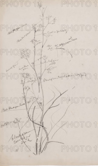 Sketch of an aquatic plant, drawing, draftsman (artist): Gerrit Willem Dijsselhof, 1876 - 1924, draftsman (artist), inorganic material, paper, chalk, black chalk, height 503 mm x width 331 mm, plants and herbs, A vertical pencil sketch of tall, slender plant stems with thin branches and wispy, feathery cluster tips on a light, slightly textured paper background, with lighter gestural curved lines suggesting additional stems or leaves and several small annotated pencil marks near branches.