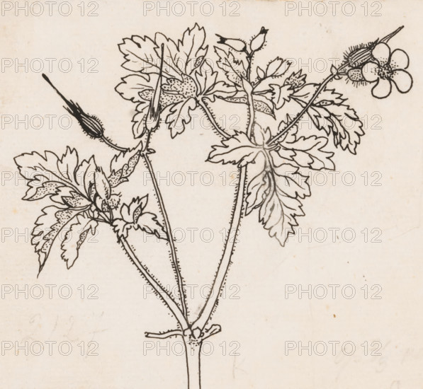 Stork's bill, drawing, book illustration (design), :, draftsman (artist): Willem Wenckebach, in or before 1893, Willem Wenckebach, draftsman (artist), materials by function, paper, ink, pencil, pen, pen in black over pencil, height 118 mm x width 138 mm, Design for: Knappert, Emilie C. Insights into the plant world. Loman & Funke: Amsterdam, 1893., plants (in general), A black ink line drawing of a flowering plant on an off-white, slightly textured background, showing slender stems with small dotted details, lobed leaves with serrated edges and stippled interior shading, elongated buds with fine hairlike marks, and a single five-petaled flower with a textured center.