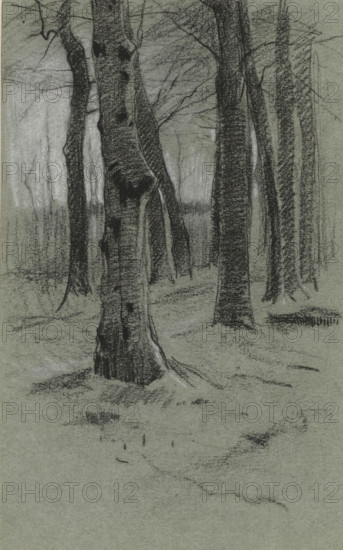 Group of trees, drawing, draftsman (artist): Willem Witsen, 1870 - 1923, draftsman (artist), inorganic material, paper, chalk, height 208 mm x width 128 mm, forest, wood, A charcoal or pencil drawing of a group of tall tree trunks in a forest, with textured bark and visible knots, some trunks leaning slightly and others standing upright, faint overlapping branches and thin twigs extending into the upper area, soft shaded ground with subtle lines indicating undergrowth and roots, a misty or softly shaded background with more distant trunks rendered faintly, and overall tonal contrast between dark trunks and a lighter textured backdrop.