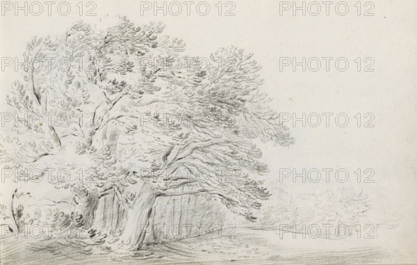 Landscape with group of trees, sketchbook page, Page 14 recto from a sketchbook with 39 pages., draftsman (artist): Pieter Moninckx, 1645 - 1646, draftsman (artist), inorganic material, paper, chalk, black chalk, height 201 mm x width 315 mm, groups of trees, A pencil drawing of large, leafy trees with textured trunks and sweeping branches occupying the left and center, detailed foliage rendered with short, curved strokes, a grassy ground beneath with subtle contour lines, and a mostly blank sky on the right with faint distant tree outlines.