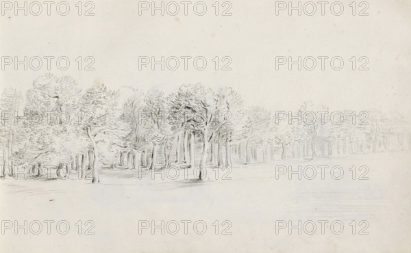 Forest edge, sketchbook page, Page 24 recto from a sketchbook with 39 pages., draftsman (artist): Pieter Moninckx, 1645 - 1646, draftsman (artist), inorganic material, paper, chalk, black chalk, height 201 mm x width 315 mm, fringe, edge of the wood, A wide, pale drawing of a landscape showing a stand of trees along a gently sloping ground, rendered in light pencil with delicate trunk lines and clustered, textured foliage. The trees vary in size and spacing, with some trunks straight and others slightly curved, and the canopy marks create soft, rounded crowns. The foreground has faint horizontal shading suggesting a grassy surface, while the middle ground is denser with overlapping trunks and leaves. The upper area of the image is mostly empty pale paper, and the pencil strokes are light and sketchlike throughout.