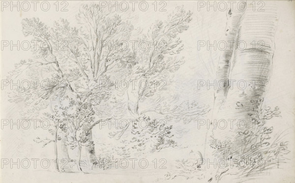 Forest landscape, sketchbook page, Page 34 recto from a sketchbook with 39 pages., draftsman (artist): Pieter Moninckx, 1645 - 1646, draftsman (artist), inorganic material, paper, chalk, black chalk, height 201 mm x width 315 mm, forest, wood, A pencil drawing of a landscape showing several trees with detailed foliage and textured trunks, a large tree trunk dominating the right edge with bark lines and knots, clusters of leaves rendered with short curved strokes, thinner trunks and branches rising and spreading toward the top, scattered undergrowth and grasses near the base, shaded areas indicating depth and a lightly sketched ground plane.