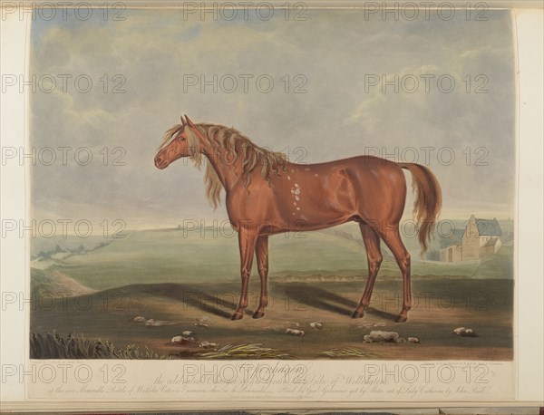 Copenhagen, Wellington's horse at Waterloo