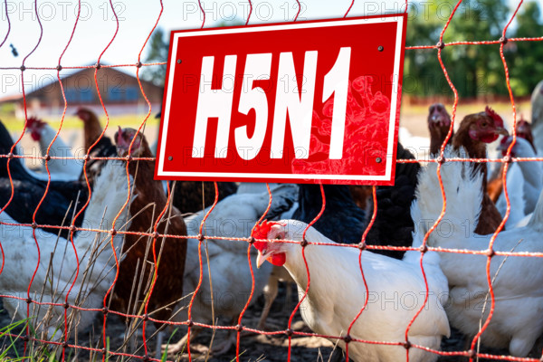 Germany - 02 July 2024: Chickens in a barn, or behind a net and a warning sign with the inscription: H5N1. Symbolizes da