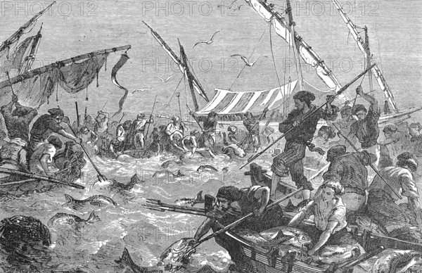 Thunfischjagd mit Harpunen, Tunfisch, Fischerei in La Madrague an der Küste der Provence, im Jahre 1869, Frankreich / Tu