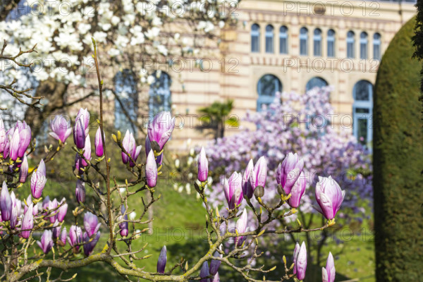 Farbenpracht im Frühjahr. Die Magnolien (Magnolia) blühen. Wie hier im Zoologisch-Botanischen Garten Stuttgart ist die B