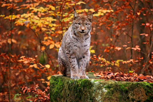 Nordluchs, Nord-Luchs, Europaeischer Luchs, Eurasischer Luchs (Lynx lynx lynx), sitzt auf einem bemoosten Felsen im Her