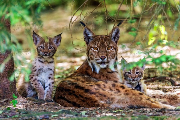 Eurasischer Luchs, Europaeischer Luchs (Lynx lynx), Weibchen mit Jungtieren, Deutschland Eurasian lynx (Lynx lynx), adu