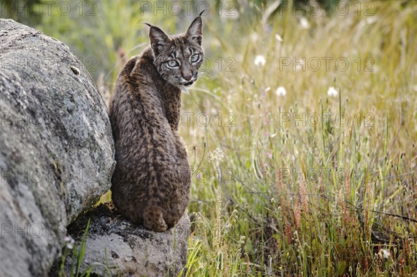 Iberischer Luchs, Pardel-Luchs, Pardelluchs (Lynx pardinus), sitzt auf einem Stein, Spanien Spanish lynx (Lynx pardinus