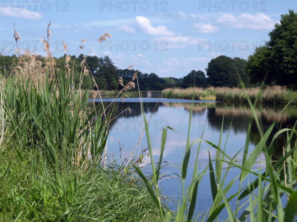 gräser,ufer,elbe-lübeck-kanal *** grasses,shore,elbe lübeck canal ilq-fkv