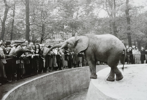 Zoo GDR, 20230101, Aufnahme ca. 1950, Berliner Zoo *** Zoo GDR, 20230101, photo ca 1950, Berlin Zoo