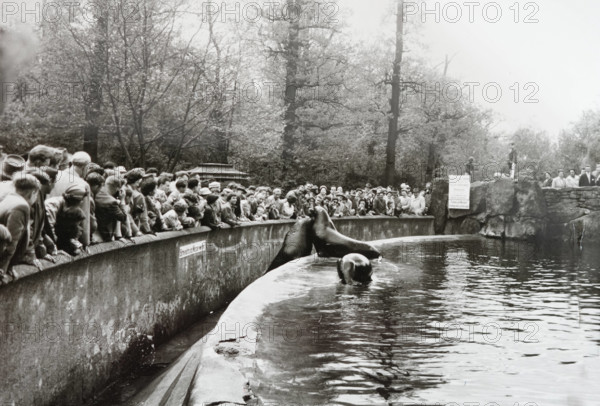 Zoo GDR, 20230101, Aufnahme ca. 1950, Berliner Zoo *** Zoo GDR, 20230101, photo ca 1950, Berlin Zoo