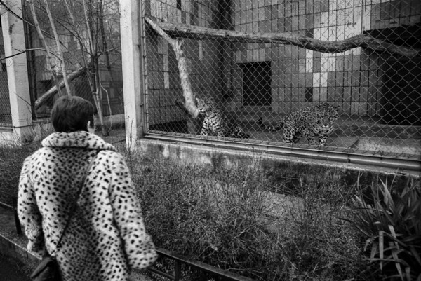 Fell_Verwandschaft Deutschland, Berlin, 03.01.1991, Tierpark Friedrichsfelde, Leoparden als Tier und als Fell ..., Â ***