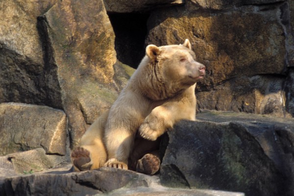 Bildnummer: 50103472 Datum: 24.07.2001 Copyright: imago/Stöpper
Albino-Braunbär im Tierpark Friedrichsfelde, Tiere; 2001, Berlin, Bär, Bären, Braunbären, Raubtiere, Säugetiere; , quer, Kbdia, Einzelbild, Deutschland, ohne, Ohne; Aufnahmedatum geschätzt