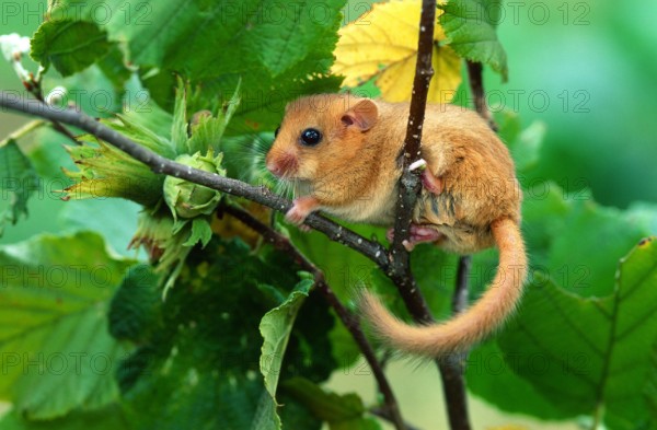 Haselmaus auf Haselstrauch Haselmaus; Muscardinus avellanarius; Bilch; Copyright: xZoonar.com/JürgenxVogtx 6811512