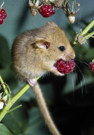 Haselmaus frisst rote Beeren Copyright xMEVx ALLMVMEV58039