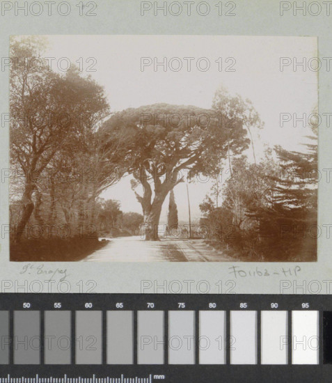 RECORD DATE NOT STATED  Laan with railway line in Saint-Tropez, 1899 photograph Part of photo album of a French amateur