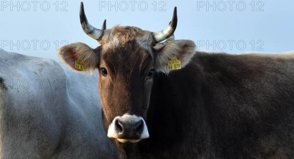Ammenkühe vom Bio-Bauernhof Stolze Kuh von Anja Hradetzky stehen im Morgennebel auf einer Weide im Nationalpark Unteres