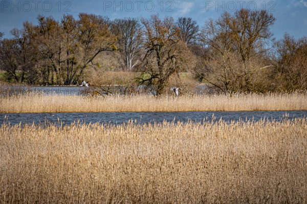 Nationalpark Unteres Odertal im Landkreis Uckermark im Bundesland Brandenburg; Auennationalpark an der Oder Odra bei Stü