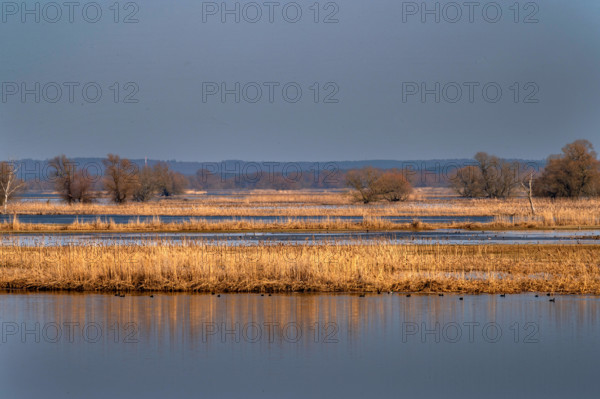 Tourismus Wetter Reisen 24.02.2021 Criewen Brandenburg Nationalpark Unteres Odertal Fluss Oder Vogelzug Schnee Schneesch