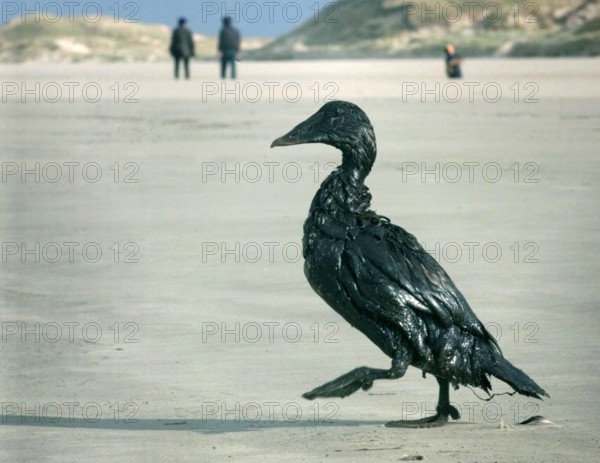 Ein ölverschmierter Vogel läuft am 11 November 1998 an der Nordseeküste der Insel Amrum Norddeuts