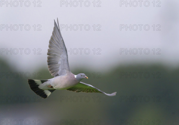 Ringeltaube, Ringel-Taube (Columba palumbus), im Flug, Niederlande, Limburg wood pigeon (Columba palumbus), in flight, N