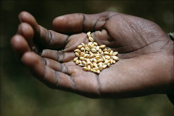 Getreidekörner in der Hand eines äthiopischen Bauern in Dobola am 02.01.05. Die Armen in Afrika trifft es am härtesten,