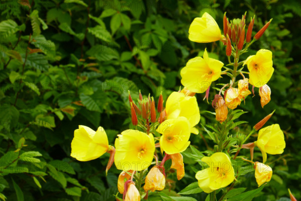 Nachtkerzen Nachtkerzen Copyright: xZoonar.com/Zoonar.com/zoonar/MarkusxHötzelx 21970286