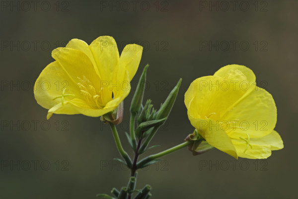 Gemeine Nachtkerze (Oenothera biennis)