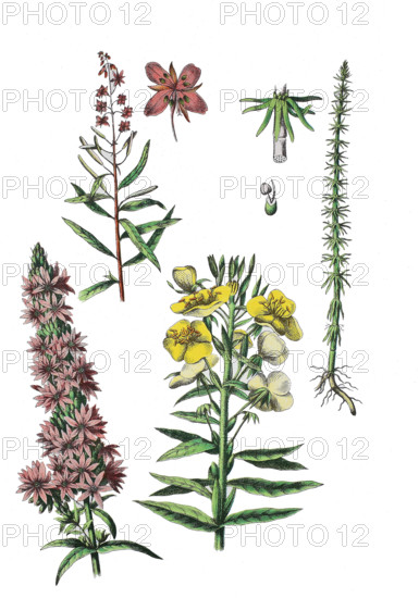 Schmalblaettriges Weidenroeschen, Epilobium angustifolium (oben links), Gewoehnlicher Blutweiderich, Lythrum salicaria (