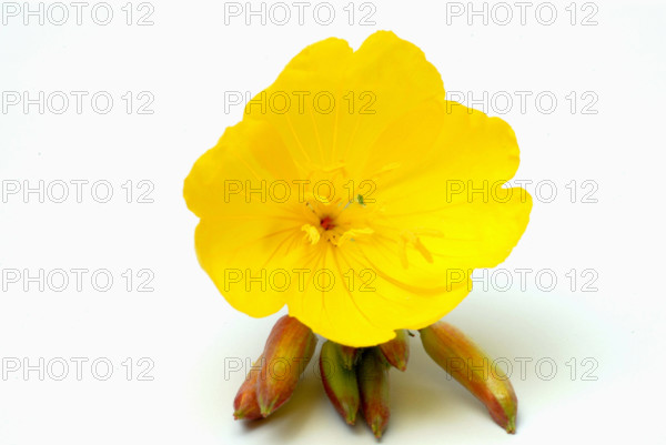 Gemeine Nachtkerze, Oenothera biennis. Heilpflanze. oelpflanze. Anwendungsgebiete: Neurodermitis, atopisches Ekzem, diab