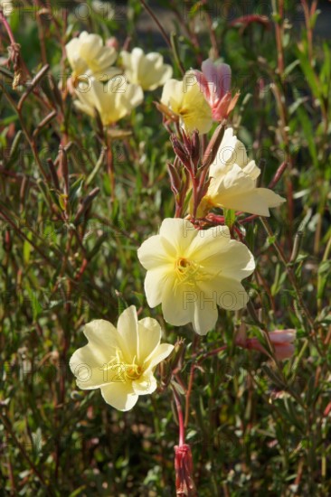 Oenothera odorata, Duftende Nachtkerze, smelling evening primrose Oenothera odorata, Duftende Nachtkerze, smelling eveni