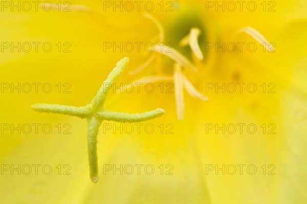 Bilder der Erde Gemeine Nachtkerze Oenothera biennis Narbe und Staubblaetter Deutschland Bayern