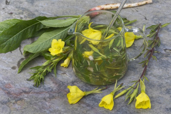 Gemeine Nachtkerze Oenothera biennis selbstgemachter Nachtkerzentee aus Nachtkerzenblueten Blaet