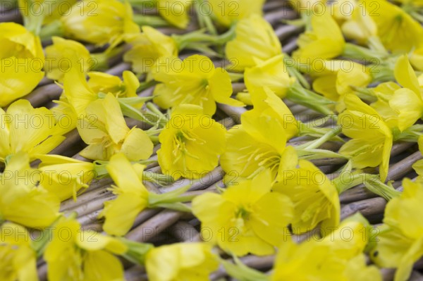 Gemeine Nachtkerze Oenothera biennis Nachtkerzenblueten werden getrocknet Deutschland common eve