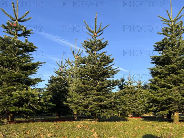Synbolbild 12.24 Weinhachtsbaum Verkauf Weihnachtsbaeume Gruene Tannen stehen zum Verkauf auf dem Rasen beim Weihnachtsbaumverkauf auf dem Bauernhof Struve in Schleswig-Holstein werden fuer den Transport vorbereitet Die Weihnachtsbaumproduktion aus der Nähe Neumuenster. Der Grosshaendler Struve bietet zu Weihnachten Tannen Baeume aus Schleswig-Holstein an. Ein Weihnachtsbaum, auch Christbaum Tannenbaum ist ein geschmückter Nadelbaum, der zur Weihnachtszeit in einem Gebäude oder im Freien aufgestellt wird Die Nordmann-Tanne ist eine Pflanzenart aus der Gattung Tannen in der Familie der Kieferngewächse. Die Nordmanntanne ist heute die meistgenutzte Baumart als Weihnachtsbaum HH Deutschland *** Synbol image 12 24 Christmas tree Sale We