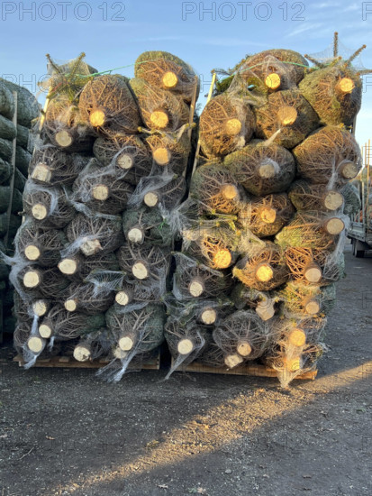 Synbolbild 12.24 Weinhachtsbaum Verkauf Weihnachtsbaeume in Verpackungsnetzen beim Weihnachtsbaumverkauf auf dem Bauernhof Struve in Schleswig-Holstein werden fuer den Transport vorbereitet Die Weihnachtsbaumproduktion aus der Nähe Neumuenster. Der Grosshaendler Struve bietet zu Weihnachten Tannen Baeume aus Schleswig-Holstein an. Ein Weihnachtsbaum, auch Christbaum Tannenbaum ist ein geschmückter Nadelbaum, der zur Weihnachtszeit in einem Gebäude oder im Freien aufgestellt wird Die Nordmann-Tanne ist eine Pflanzenart aus der Gattung Tannen in der Familie der Kieferngewächse. Die Nordmanntanne ist heute die meistgenutzte Baumart als Weihnachtsbaum HH Deutschland *** Synbol image 12 24 Christmas tree Sale Weihnachtsbaeume in Packag