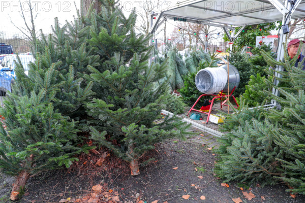 08.12.2024, Dortmund, Symbolbild Weihnachtsbaumverkauf Nordrhein-Westfalen Deutschland *** 08 12 2024, Dortmund, symboli