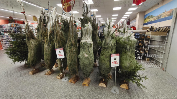 Weihnachtsbäume im Carrefour Supermarkt