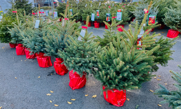 19.11.2022, Deutschland, NRW, Weihnachten, Handel, Weihnachtsbäume in rot verpackten Übertöpfen, mit Wurzeln, Weihnachts